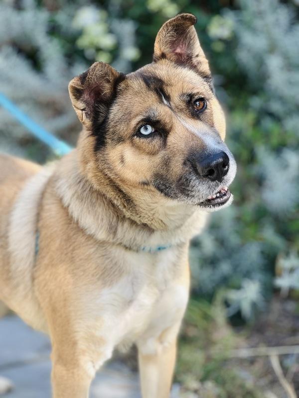 Freya, a Adoptable mixed breed in Monterey, CA image 2/6