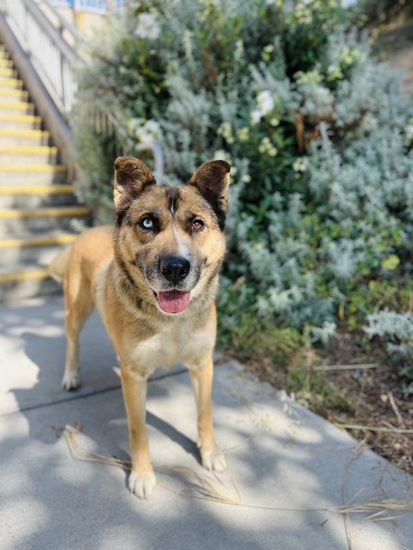 Freya, a Adoptable mixed breed in Monterey, CA image 3/6
