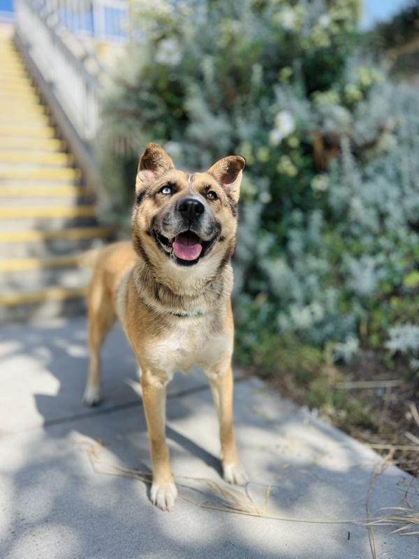 Freya, a Adoptable mixed breed in Monterey, CA image 5/6