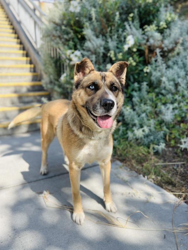 Freya, a Adoptable mixed breed in Monterey, CA image 6/6