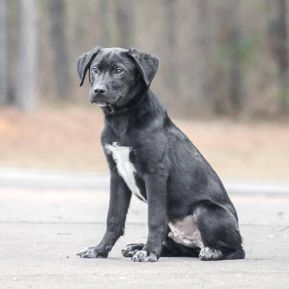 Enlarge Faulkner, a Adoptable mixed breed in Groveland, MA image 1/4