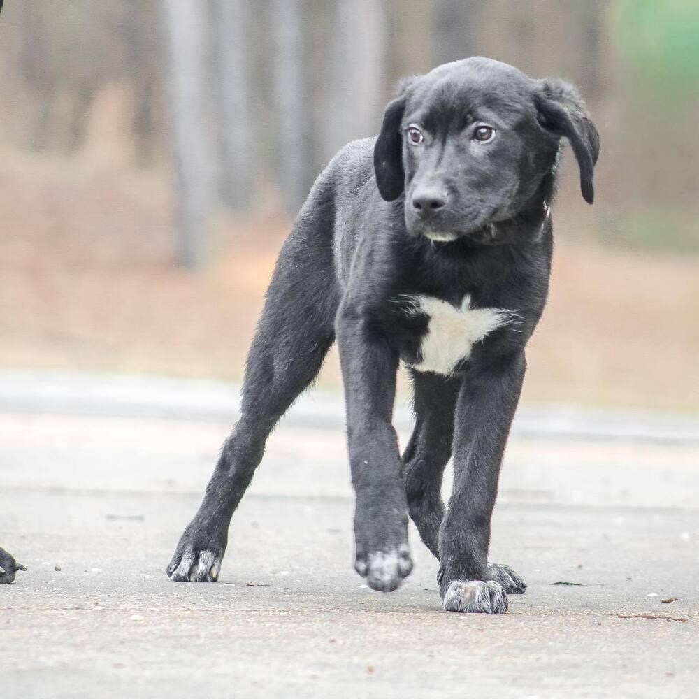Enlarge Faulkner, a Adoptable mixed breed in Groveland, MA image 2/4