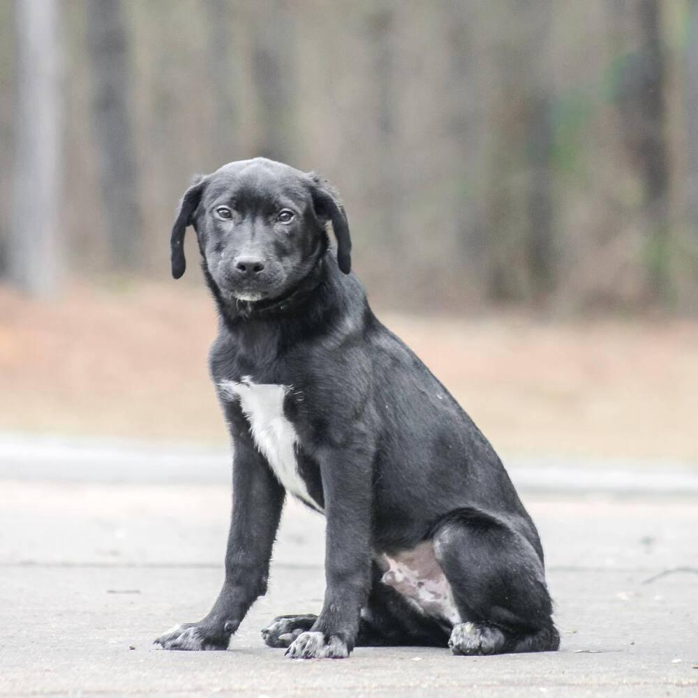 Enlarge Faulkner, a Adoptable mixed breed in Groveland, MA image 3/4