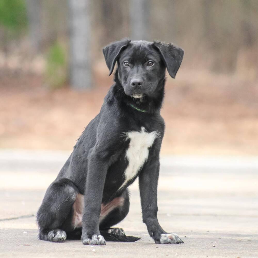Enlarge Faulkner, a Adoptable mixed breed in Groveland, MA image 4/4