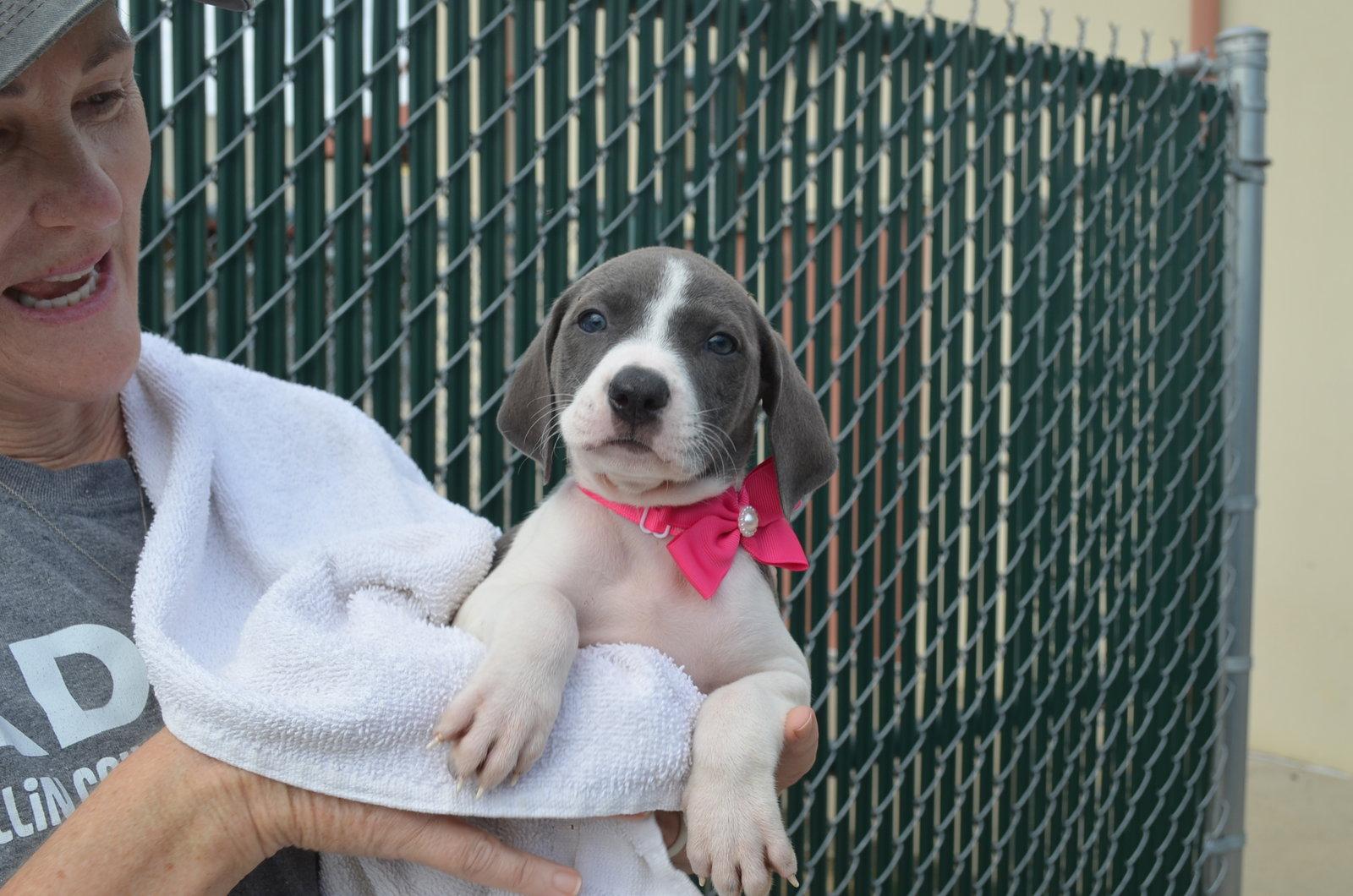 Indy, Adopted, Puppy Female Pit Bull Terrier.