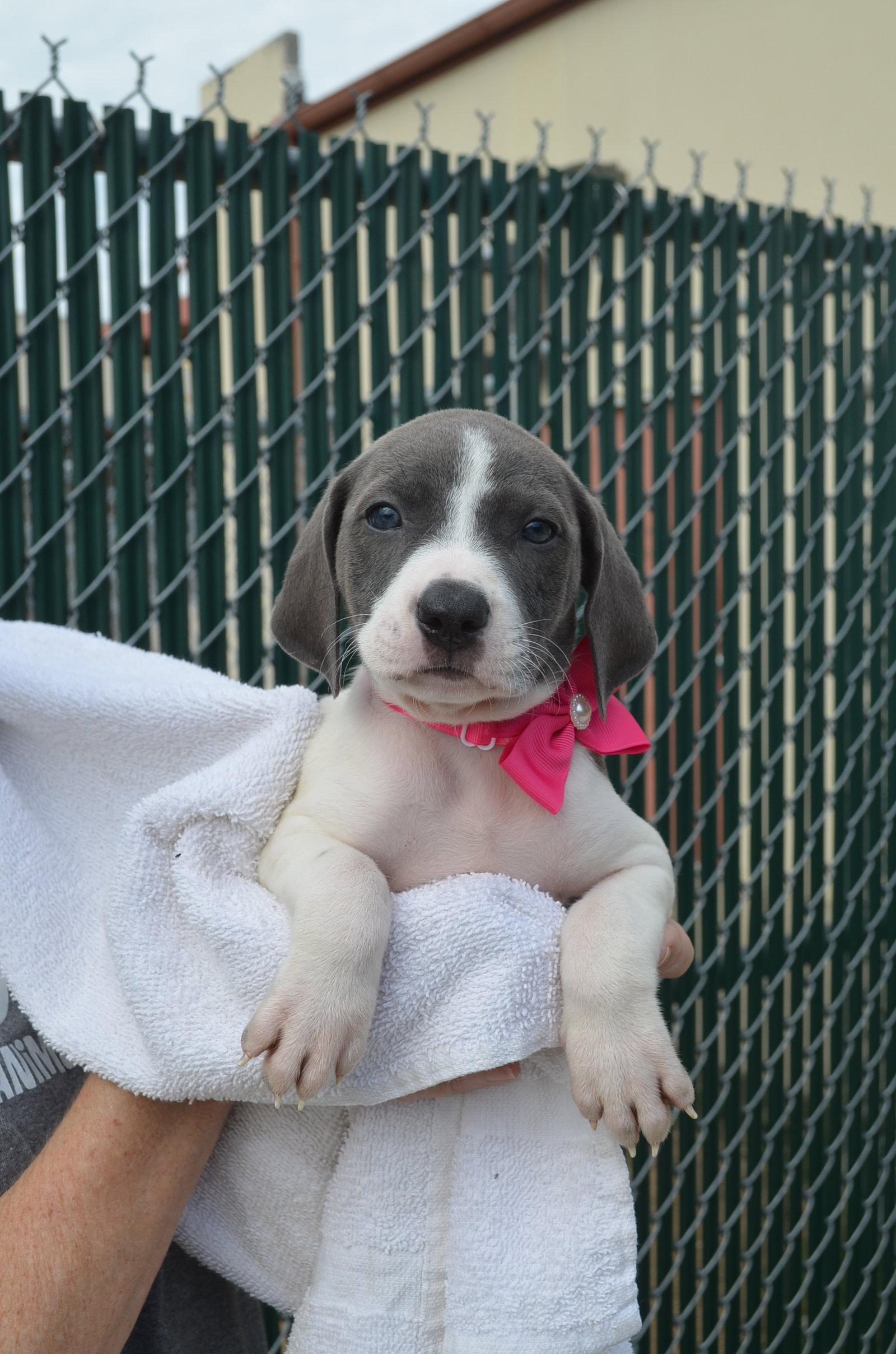 Enlarge Indy, a Adopted Pit Bull Terrier in McKinney, TX image 2/2