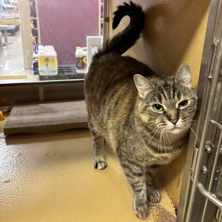 Judy, a ADOPTABLE mixed breed in Glenmont, NY image 3/4