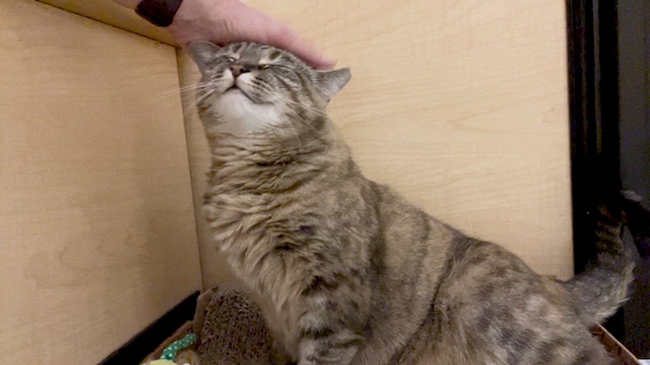 Enlarge Judy, a Adoptable mixed breed in Glenmont, NY video 5/5