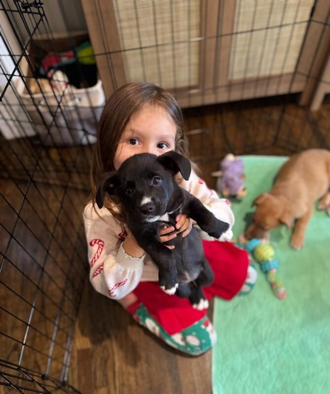 Enlarge Dilly, a Adoptable Cocker Spaniel in Manhattan Beach, CA image 1/6