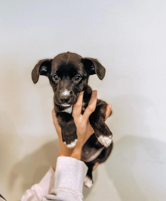 Enlarge Dilly, a Adoptable Cocker Spaniel in Manhattan Beach, CA image 2/6