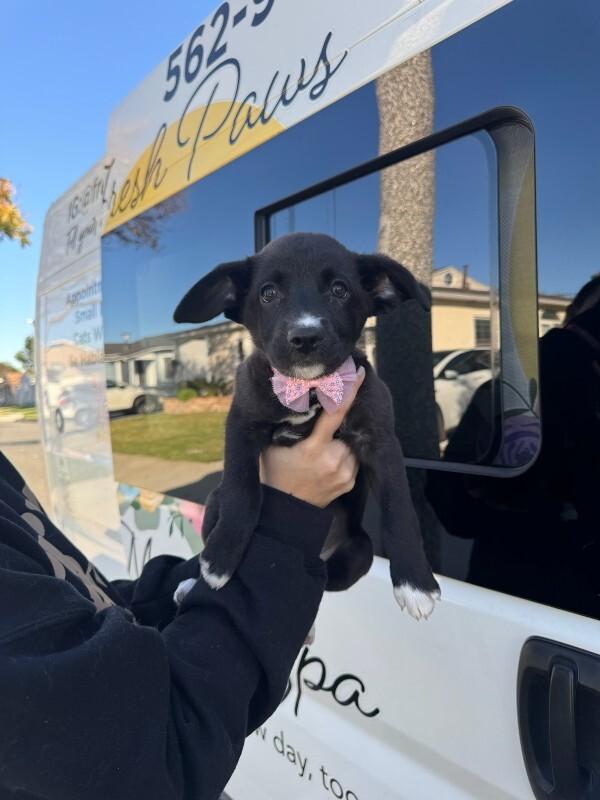 Enlarge Dilly, a Adoptable Cocker Spaniel in Manhattan Beach, CA image 3/6