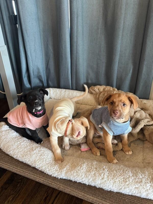 Enlarge Dilly, a Adoptable Cocker Spaniel in Manhattan Beach, CA image 4/6