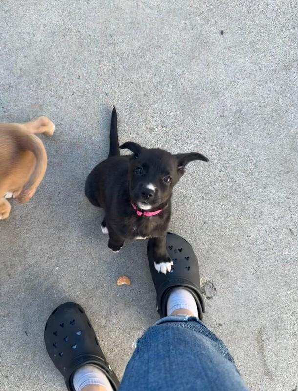 Enlarge Dilly, a Adoptable Cocker Spaniel in Manhattan Beach, CA image 6/6