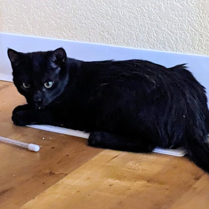 Enlarge Piguet--In Foster, a Adoptable Domestic Short Hair in Fargo, ND image 1/3