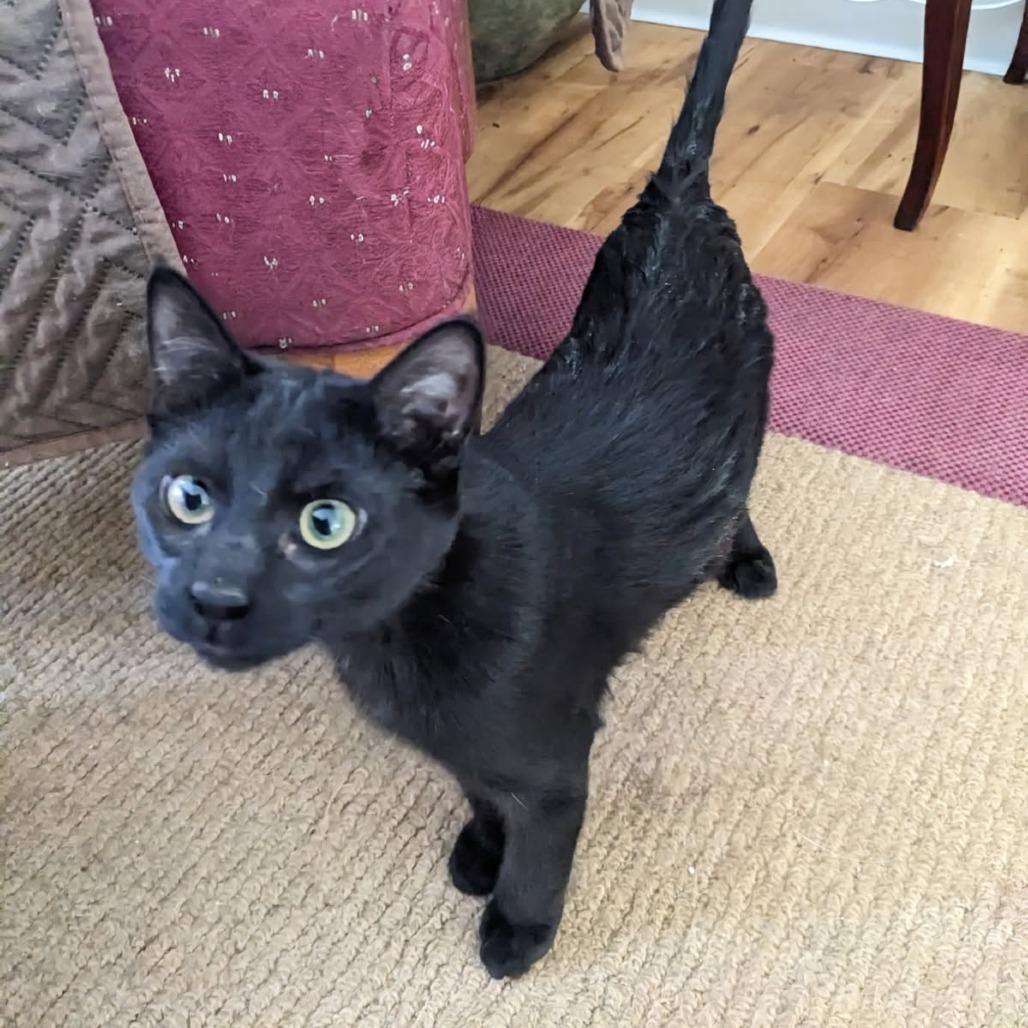 Enlarge Piguet--In Foster, a Adoptable Domestic Short Hair in Fargo, ND image 2/3