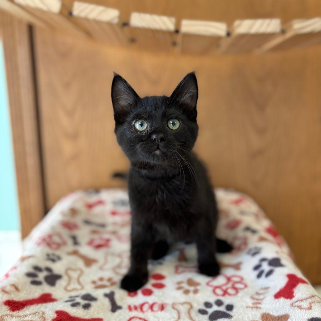 Enlarge Piguet--In Foster, a Adoptable Domestic Short Hair in Fargo, ND image 3/3