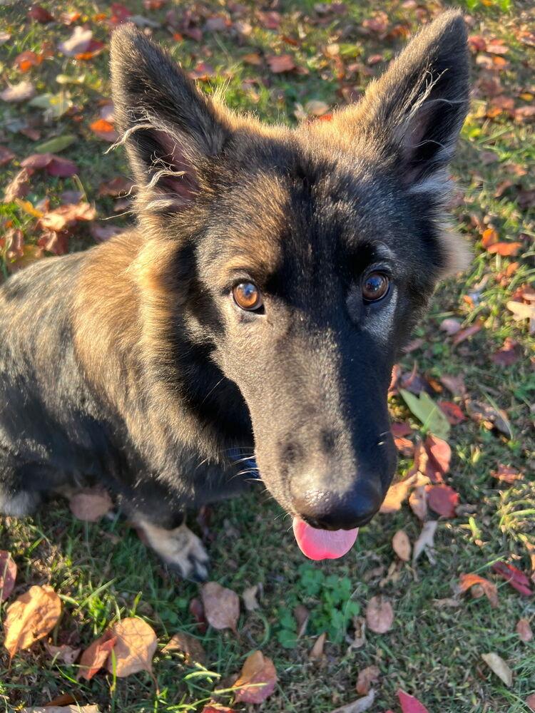 Enlarge Jack, a Adoptable mixed breed in Dacula, GA image 1/3