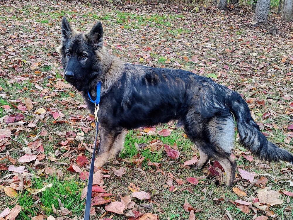 Enlarge Jack, a Adoptable mixed breed in Dacula, GA image 2/3