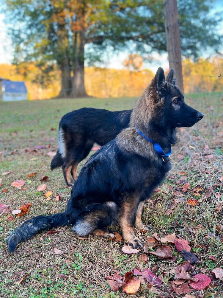 Enlarge Jack, a Adoptable mixed breed in Dacula, GA image 3/3