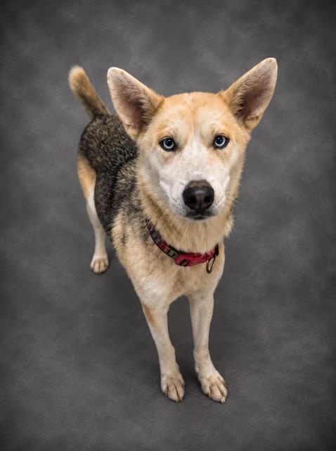 A1273170, Adoptable, Young Female Siberian Husky & Mixed Breed.