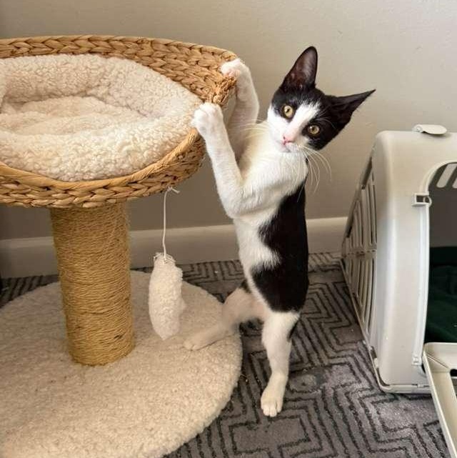 Ross, a Adoptable Domestic Short Hair in Jacksonville , FL image 2/3