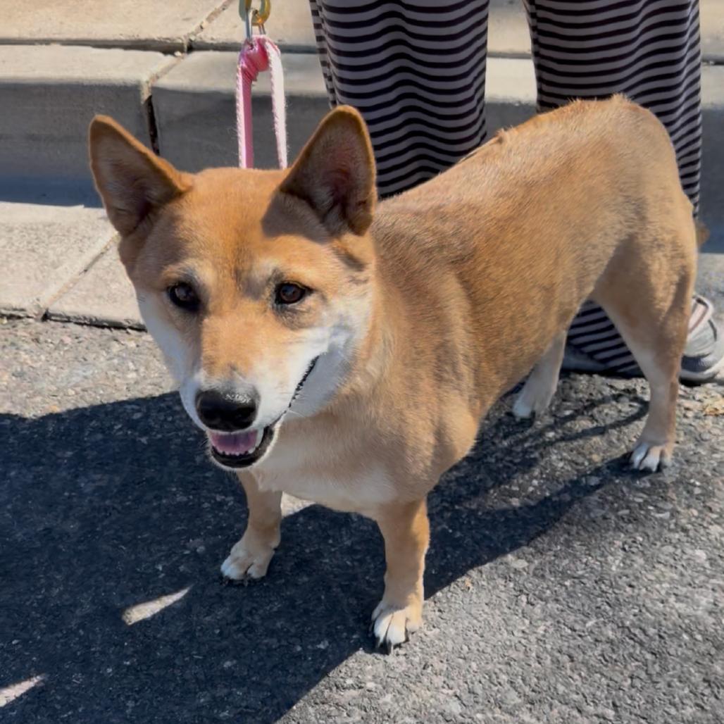 Sakura, Adoptable, Adult Female Shiba Inu.
