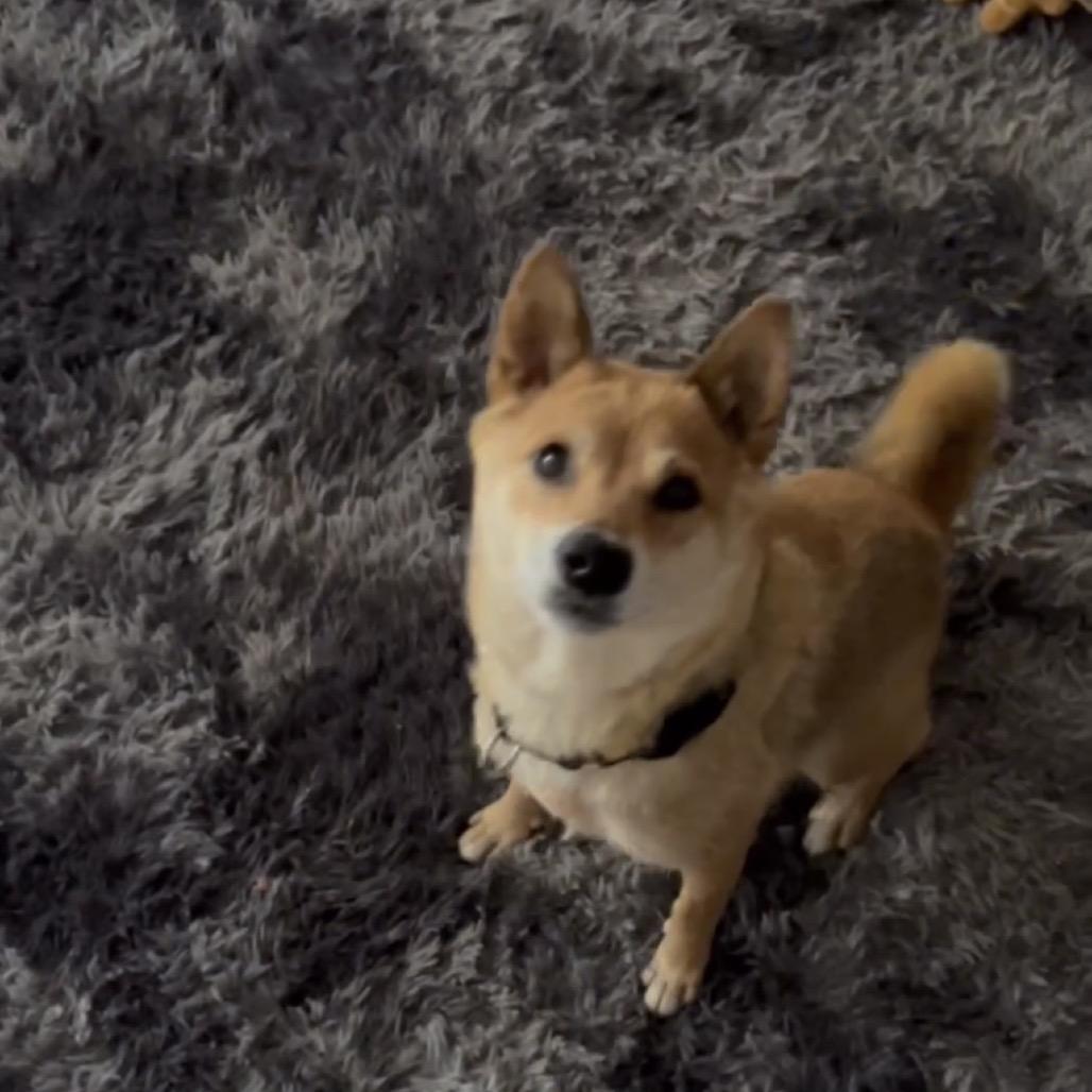 Enlarge Sakura, a Adoptable Shiba Inu in Las Vegas, NV image 2/6