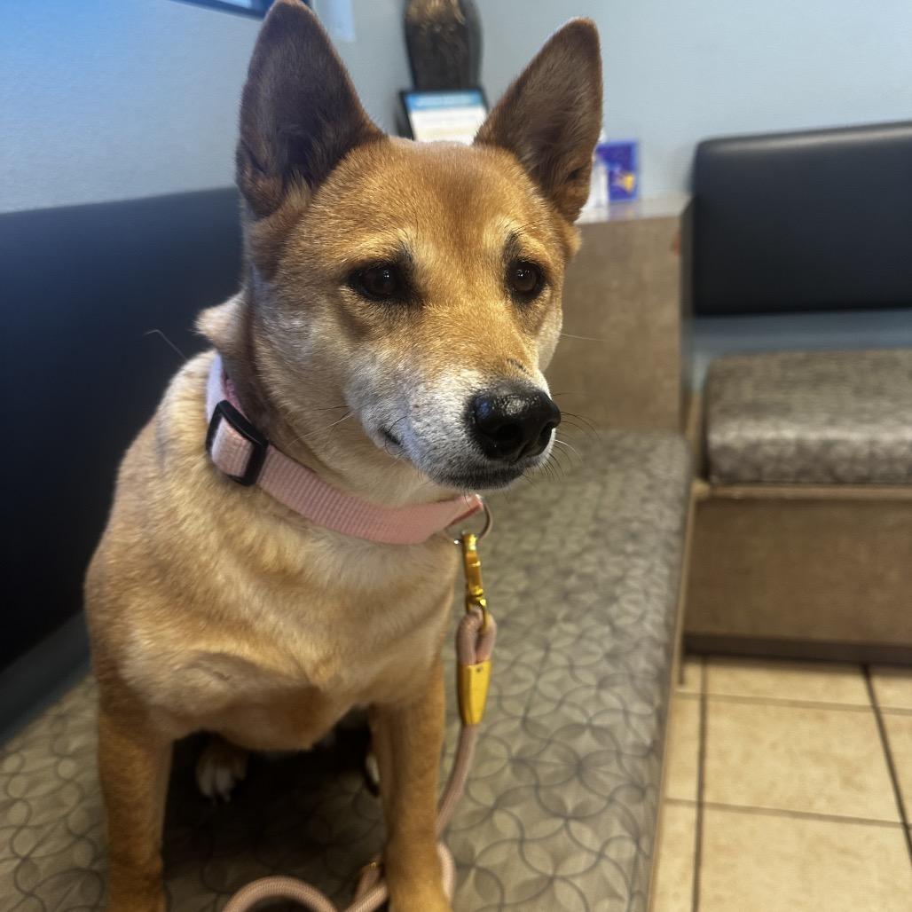 Enlarge Sakura, a Adoptable Shiba Inu in Las Vegas, NV image 3/6