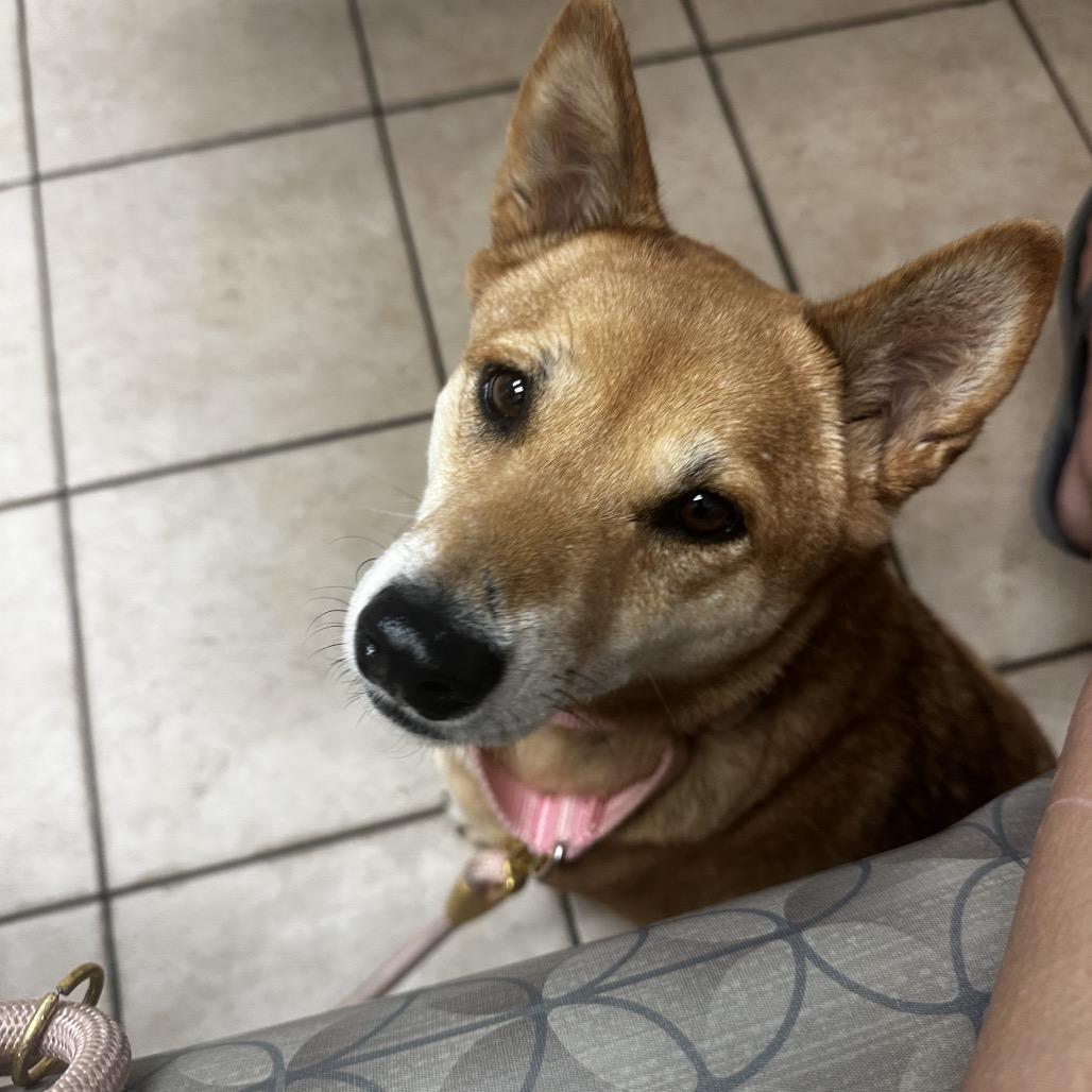 Enlarge Sakura, a Adoptable Shiba Inu in Las Vegas, NV image 4/6