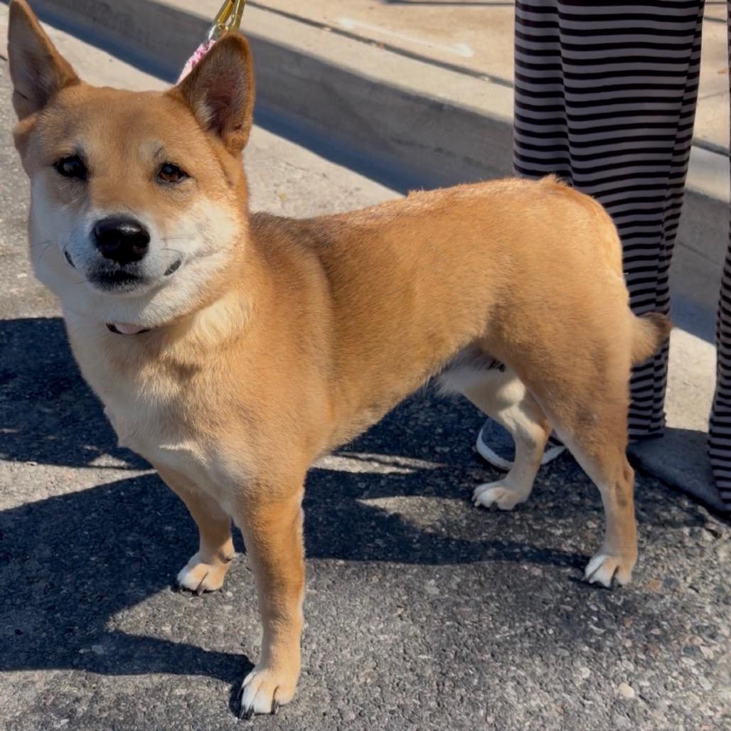 Enlarge Sakura, a Adoptable Shiba Inu in Las Vegas, NV image 5/6