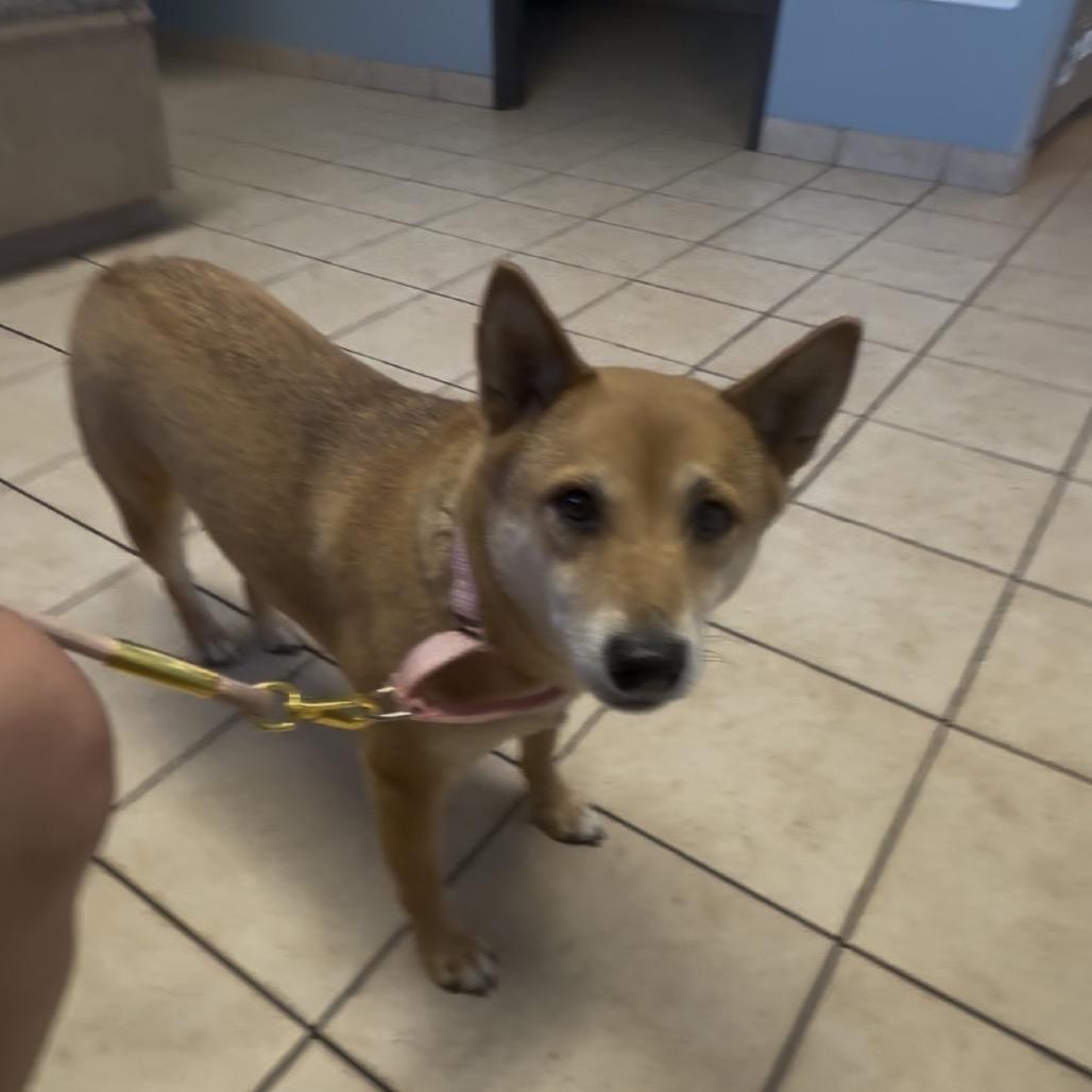 Enlarge Sakura, a Adoptable Shiba Inu in Las Vegas, NV image 6/6