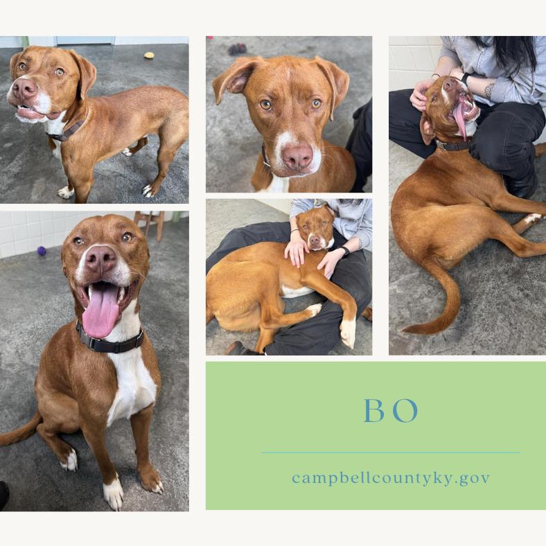 Enlarge Bo, a Adoptable mixed breed in Melbourne, KY image 1/6