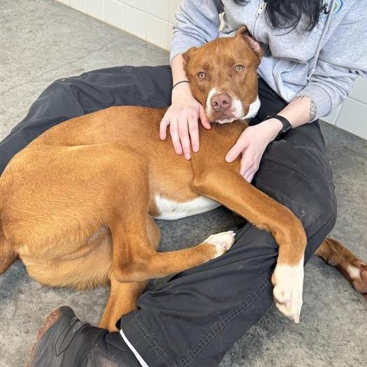 Enlarge Bo, a Adoptable mixed breed in Melbourne, KY image 2/6