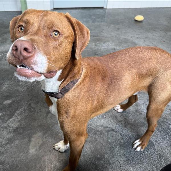 Enlarge Bo, a Adoptable mixed breed in Melbourne, KY image 3/6