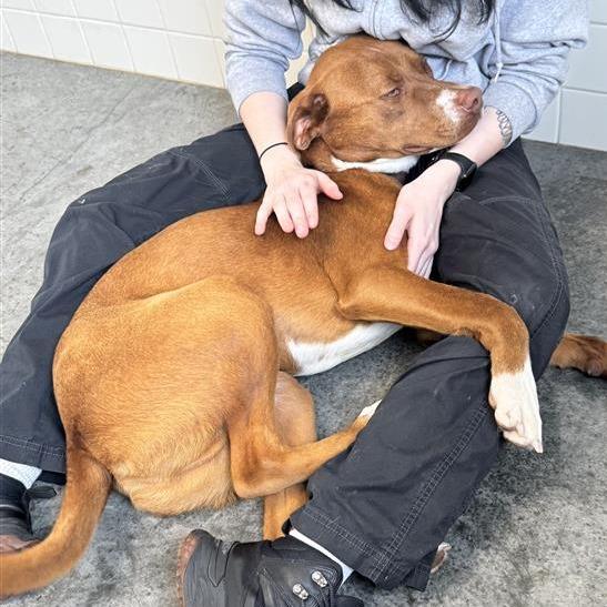 Enlarge Bo, a Adoptable mixed breed in Melbourne, KY image 4/6