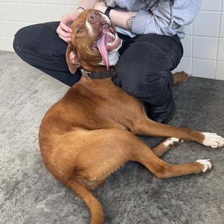 Enlarge Bo, a Adoptable mixed breed in Melbourne, KY image 5/6