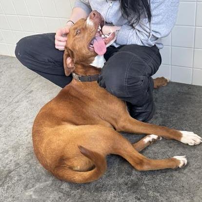 Enlarge Bo, a Adoptable mixed breed in Melbourne, KY image 6/6