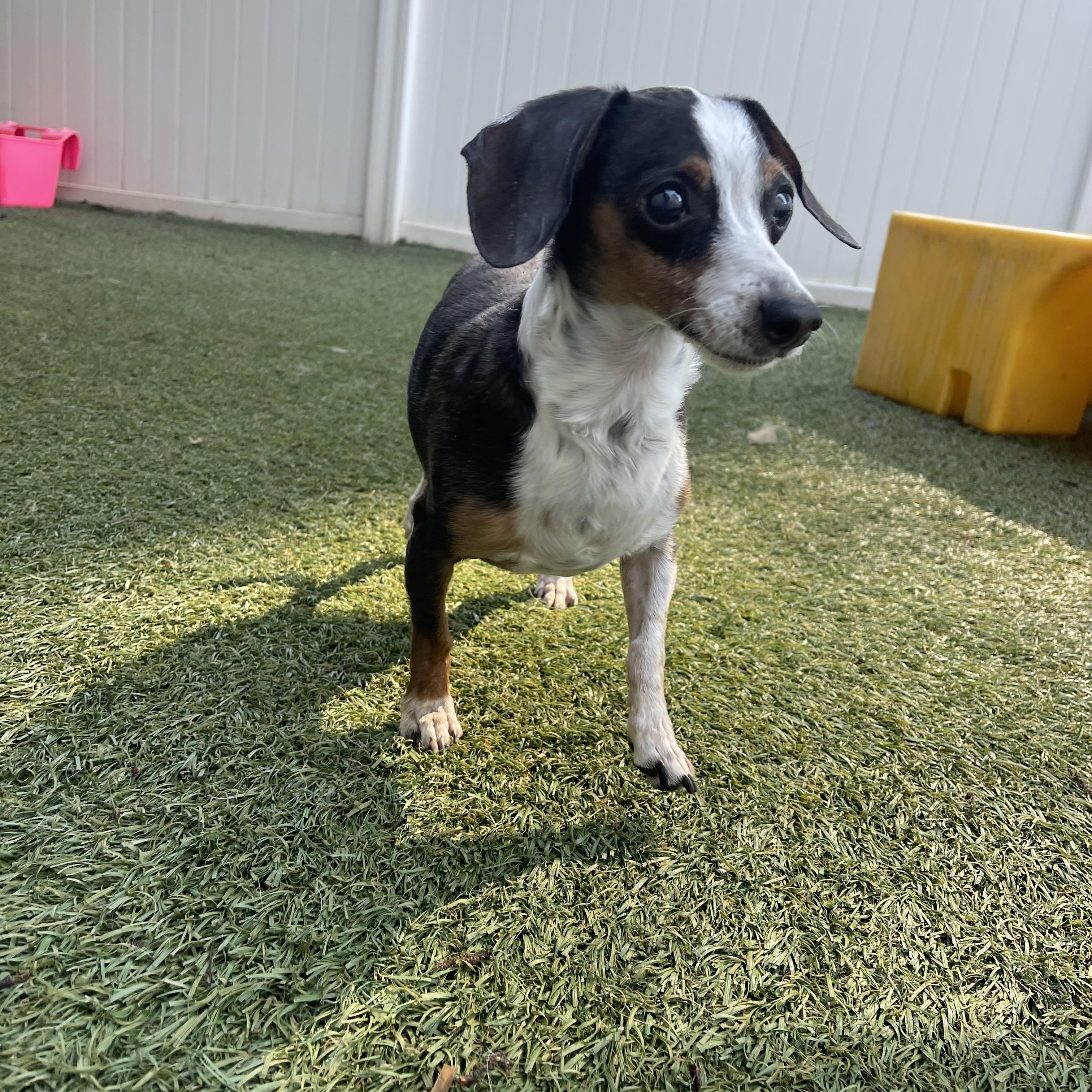 Ruby, a ADOPTABLE Miniature Dachshund in Baton Rouge, LA image 4/6