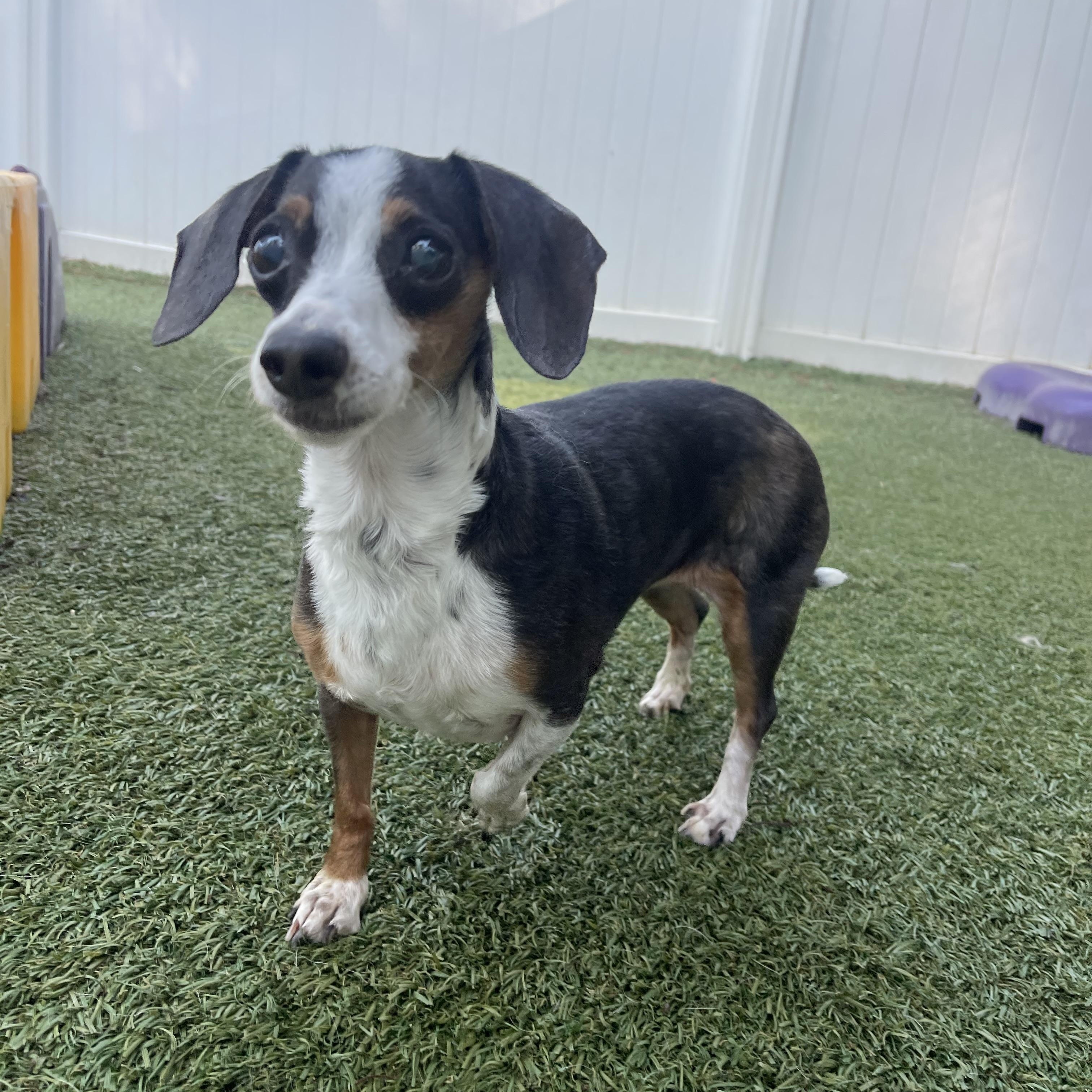 Ruby, a ADOPTABLE Miniature Dachshund in Baton Rouge, LA image 1/6