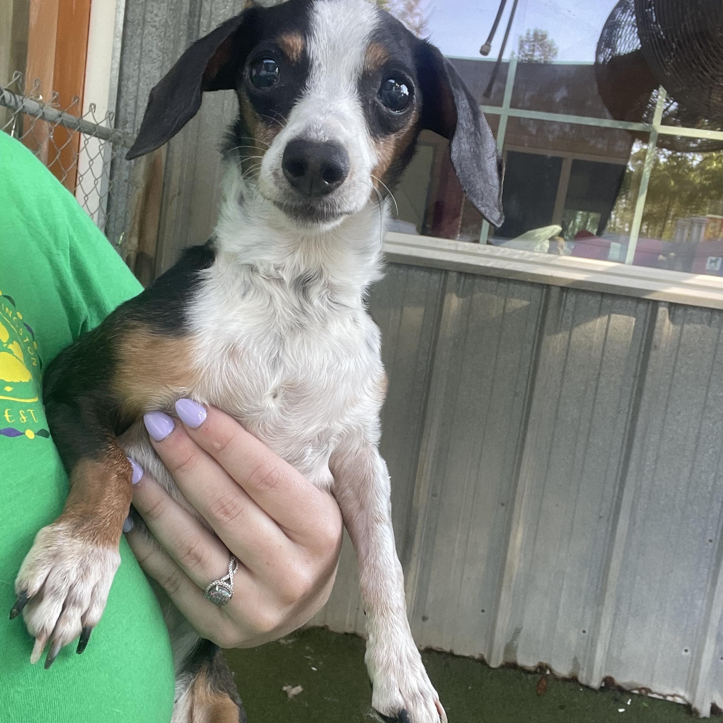 Ruby, a ADOPTABLE Miniature Dachshund in Baton Rouge, LA image 5/6