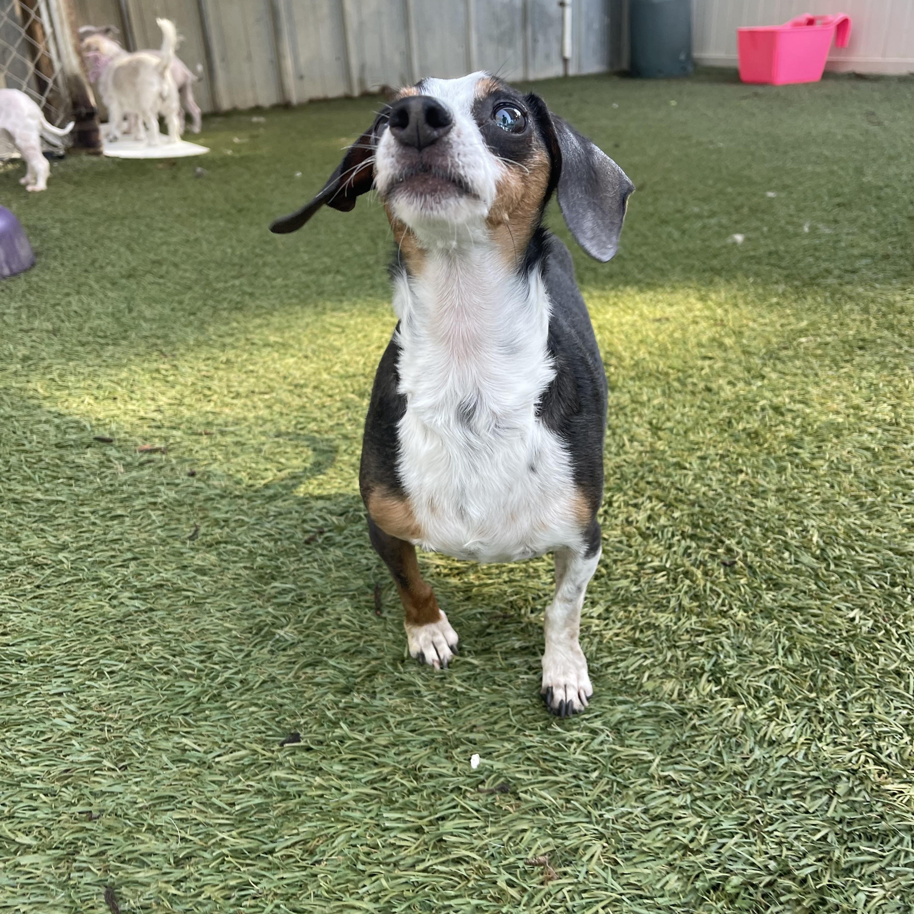 Ruby, a ADOPTABLE Miniature Dachshund in Baton Rouge, LA image 2/6