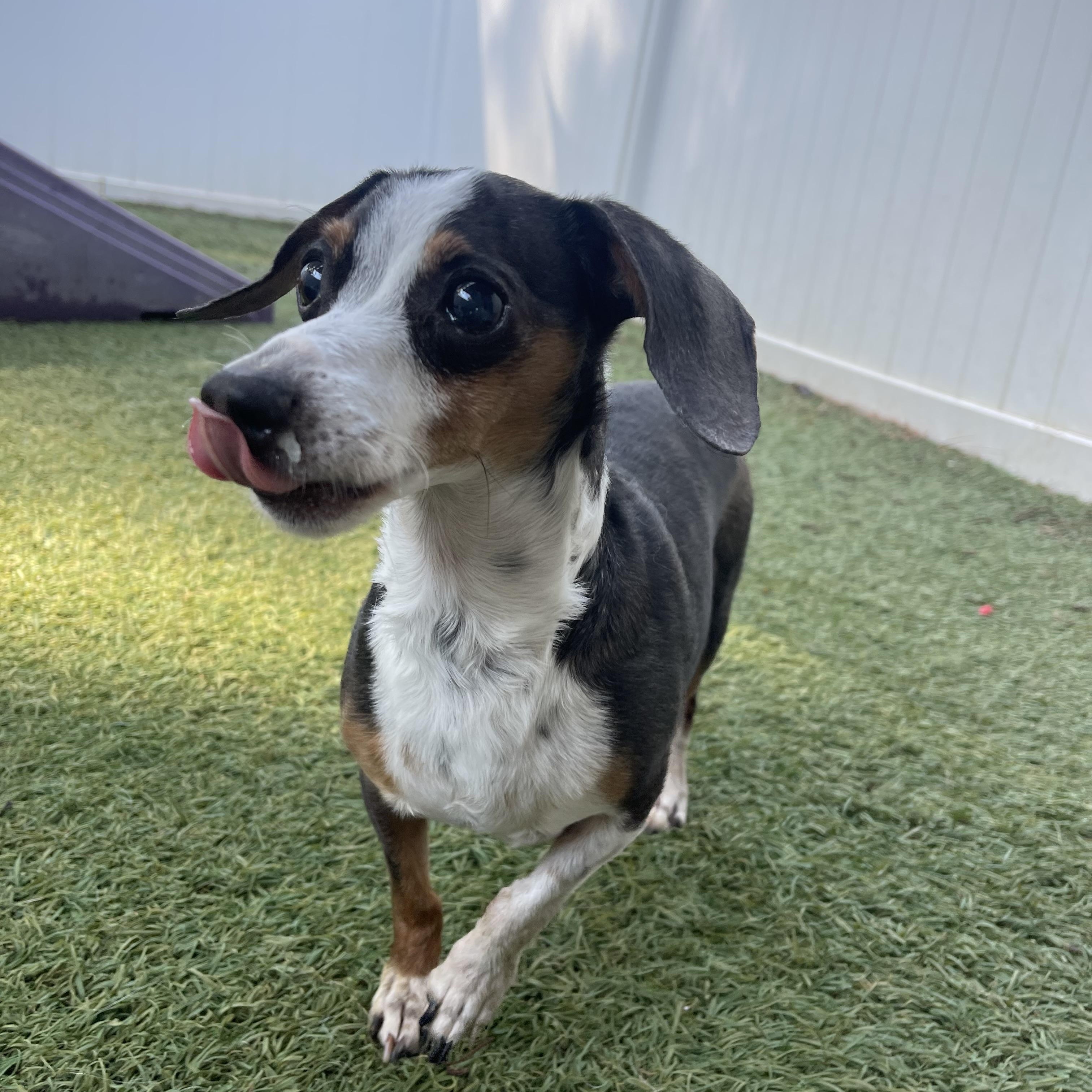 Ruby, a ADOPTABLE Miniature Dachshund in Baton Rouge, LA image 6/6