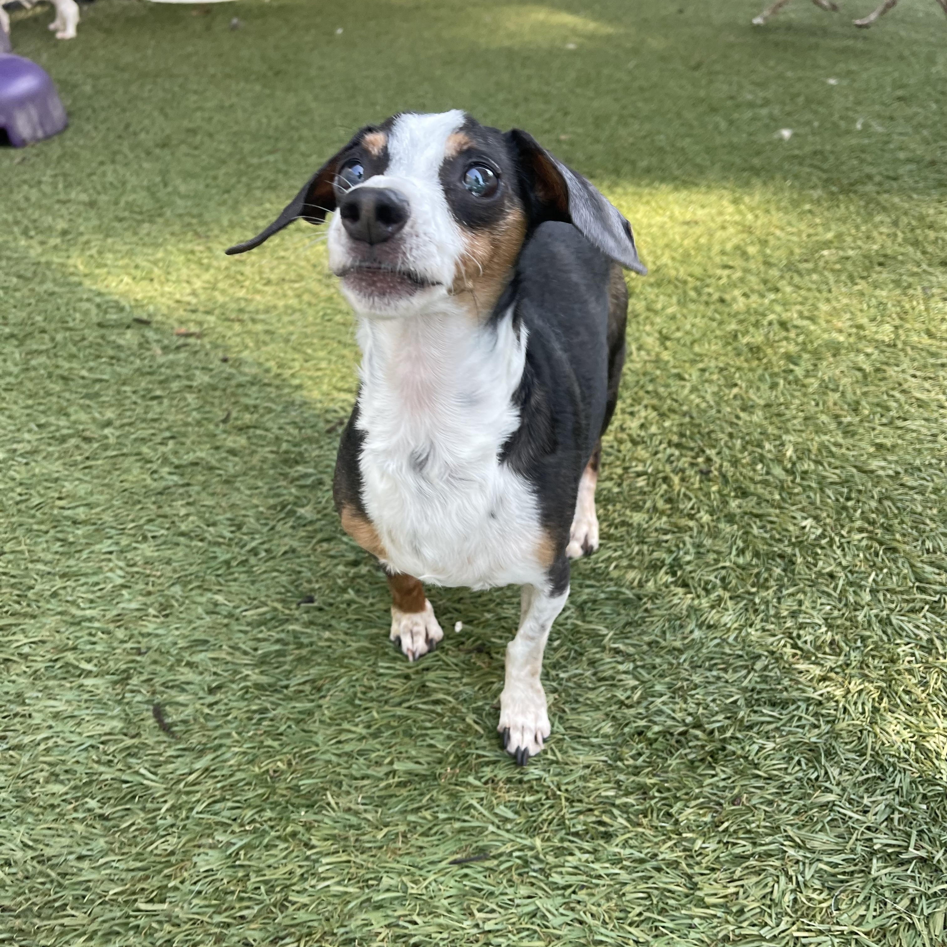 Ruby, a ADOPTABLE Miniature Dachshund in Baton Rouge, LA image 3/6