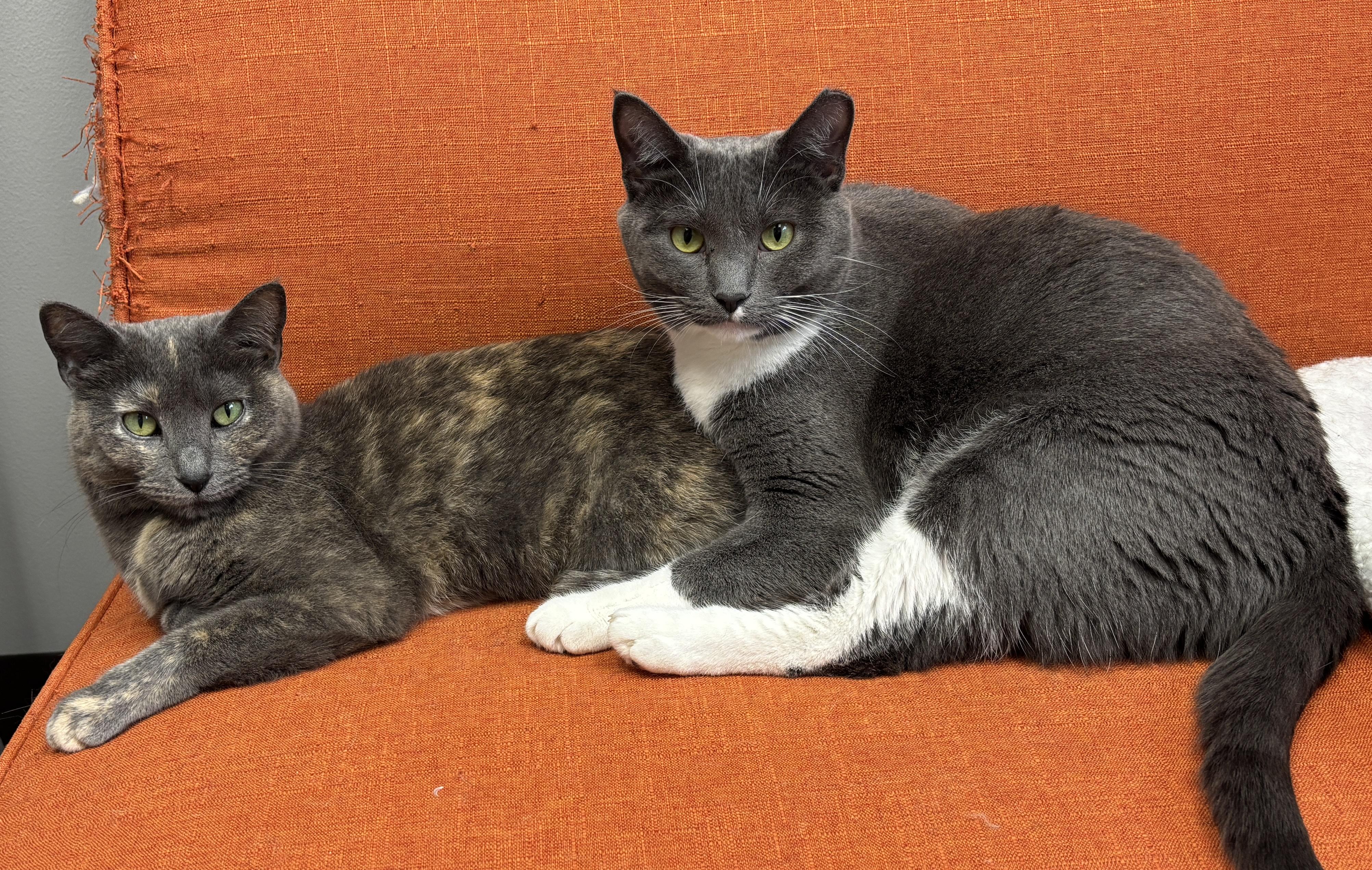Ethel & Charlotte  *Bonded Pair*, Adoptable, Adult Female Domestic Short Hair.