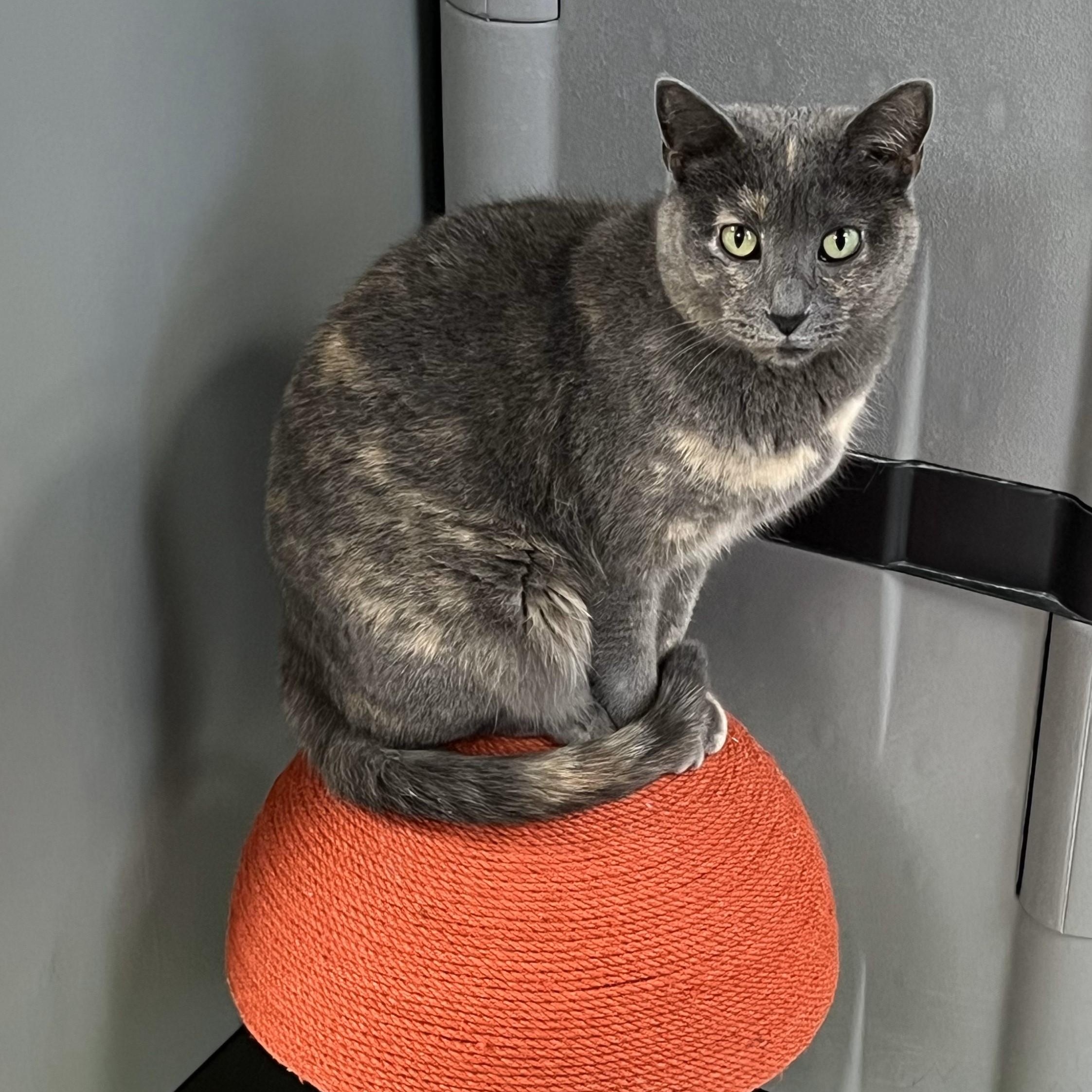 Ethel & Charlotte *Bonded Pair*, a Adoptable Domestic Short Hair in Kenosha, WI image 2/5