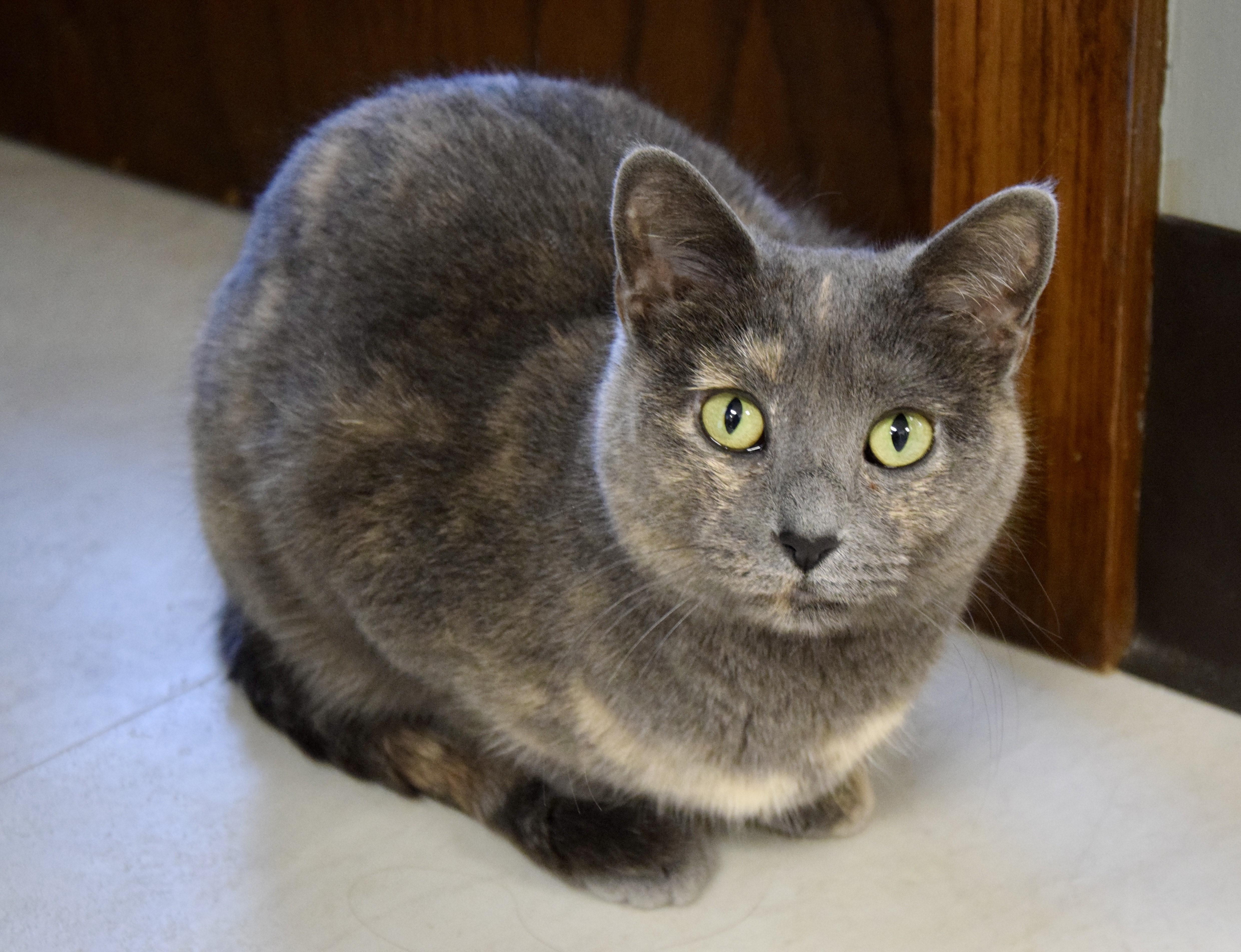 Ethel & Charlotte  *Bonded Pair*, an adoptable Domestic Short Hair in Kenosha, WI, 53140 | Photo Image 4