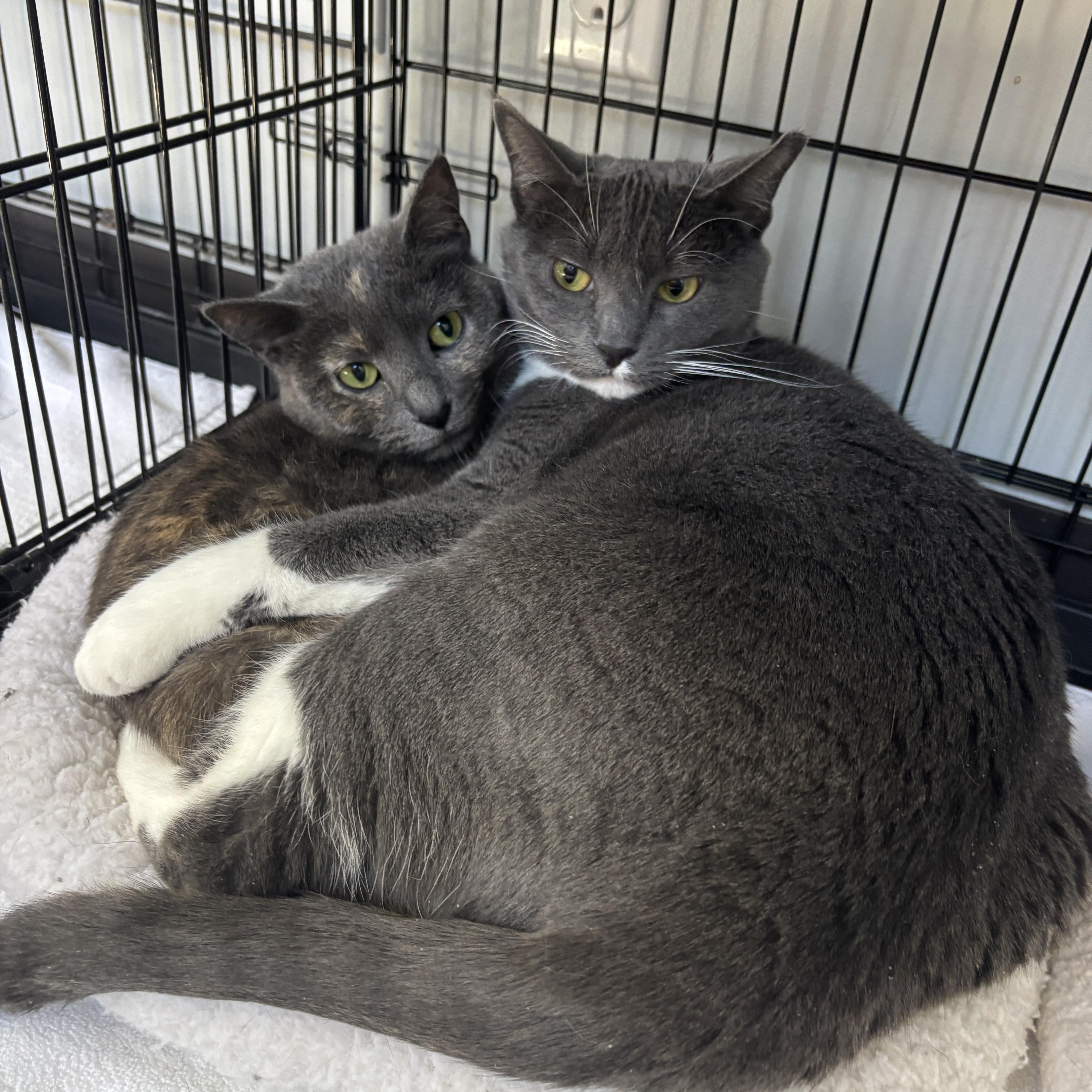 Ethel & Charlotte  *Bonded Pair*, an adoptable Domestic Short Hair in Kenosha, WI, 53140 | Photo Image 3