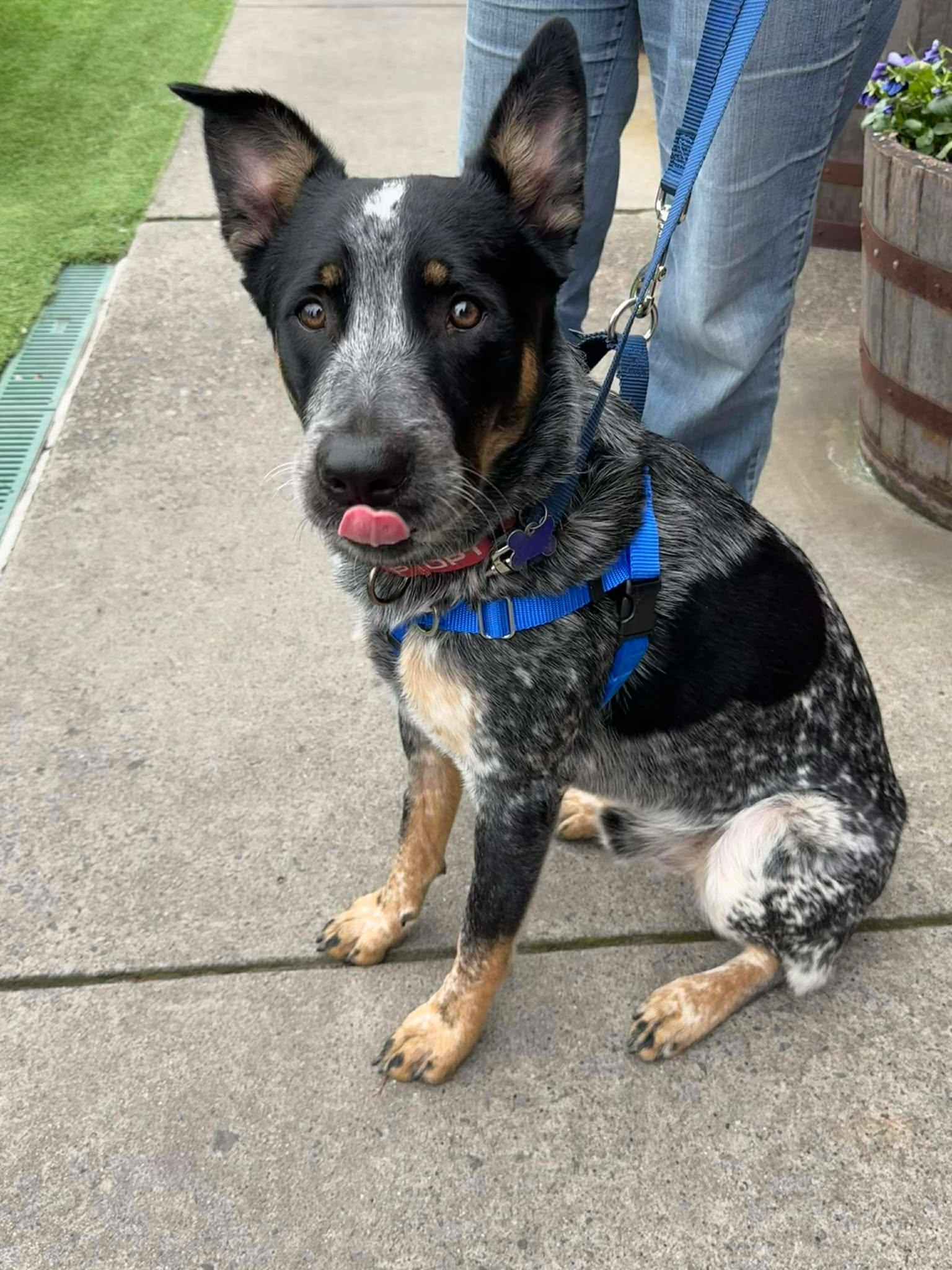 Alvin, Adoptable, Young Male Australian Cattle Dog / Blue Heeler.