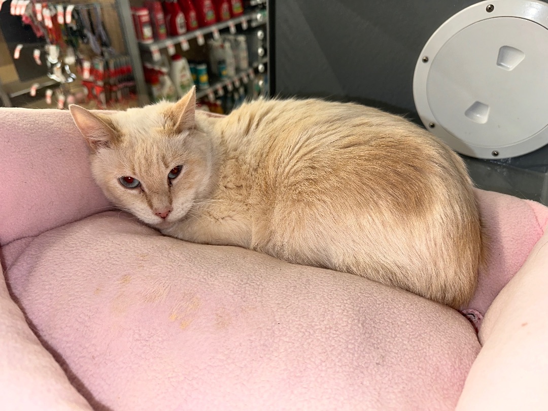 Luna , Adopted, Adult Female Siamese.