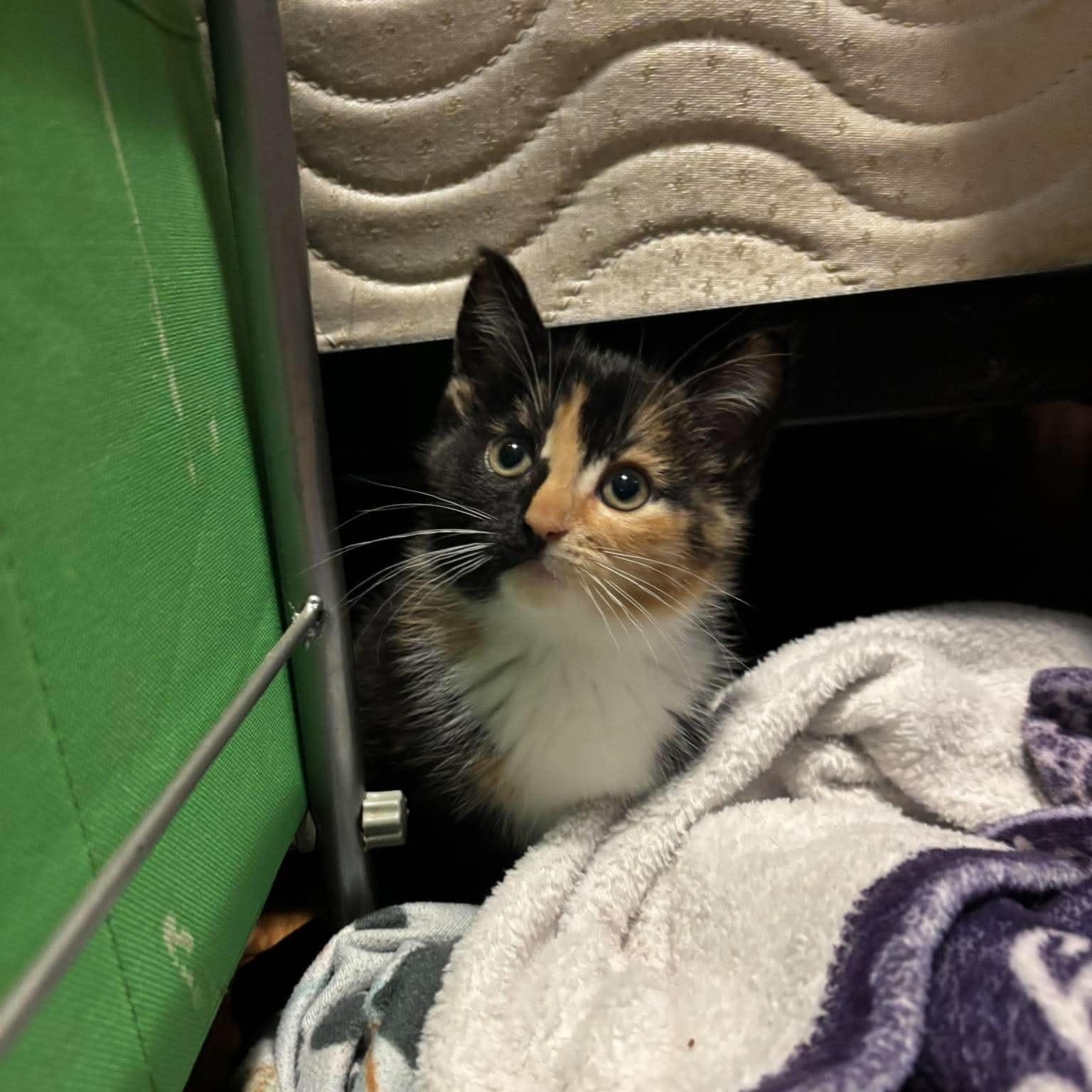 Enlarge REESES, an adopted Domestic Short Hair in Tillsonburg, ON image 1/6